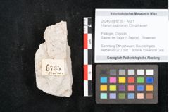 Foto (Objekt + Etikett) von Hypnum sagorianum Ettingshausen (NHMW-GEO-2024-0188-6735)